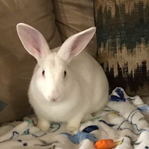 Meet your Posher, Evelyn